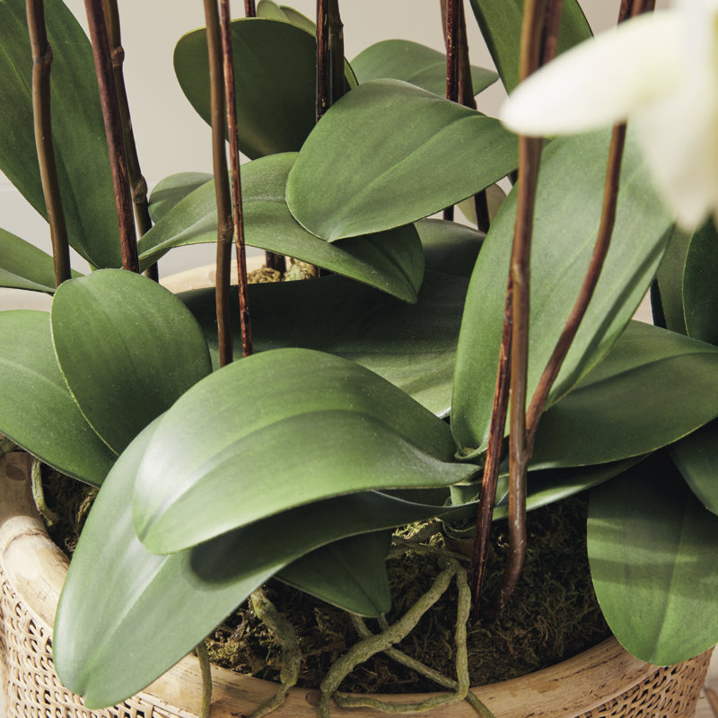 Conservatory Orchid Drop in Plant, White