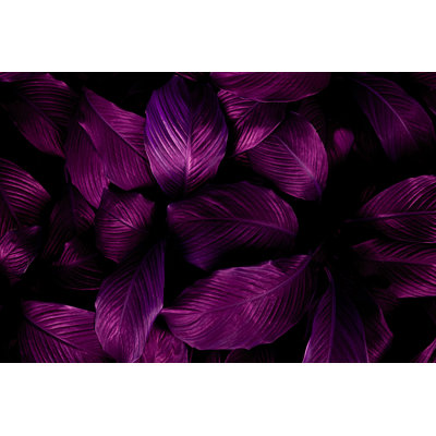 Bakhyt " Bakhyt Abstract Purple Leaf Texture " by Thanabodin Jittrong