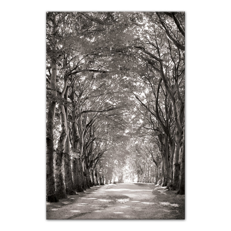 " Black And White Tree Path "