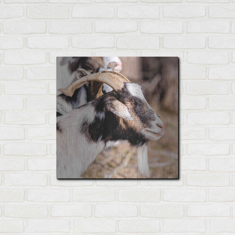 «Bearred Side Goat» par Donnie Quillen, H 24 po x l 24 po