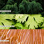 Bougie Hinoki magnifiquement faite-2017267854