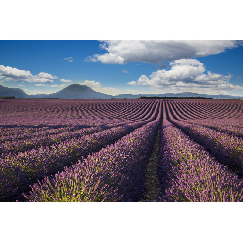 Lavander Field by Xavierarnau - Wrapped Canvas Print, 20cm H x 30cm W x 3.8cm D