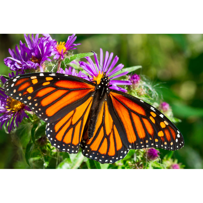Monarch Butterfly - Wrapped Canvas Print, 30cm H x 46cm W x 3.8cm D