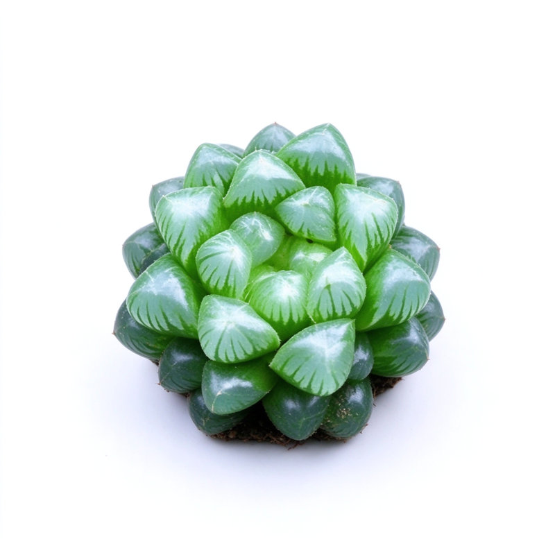 MistFoliage Yue Ying Shou Succulent - Live Potted Haworthia Succulent, Translucent Windows, Indoor Plant