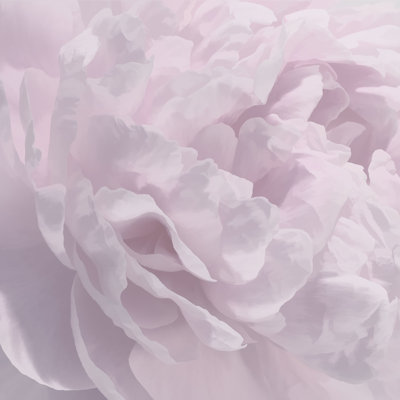 Light Purple Abstract Floral - Wrapped Canvas Painting