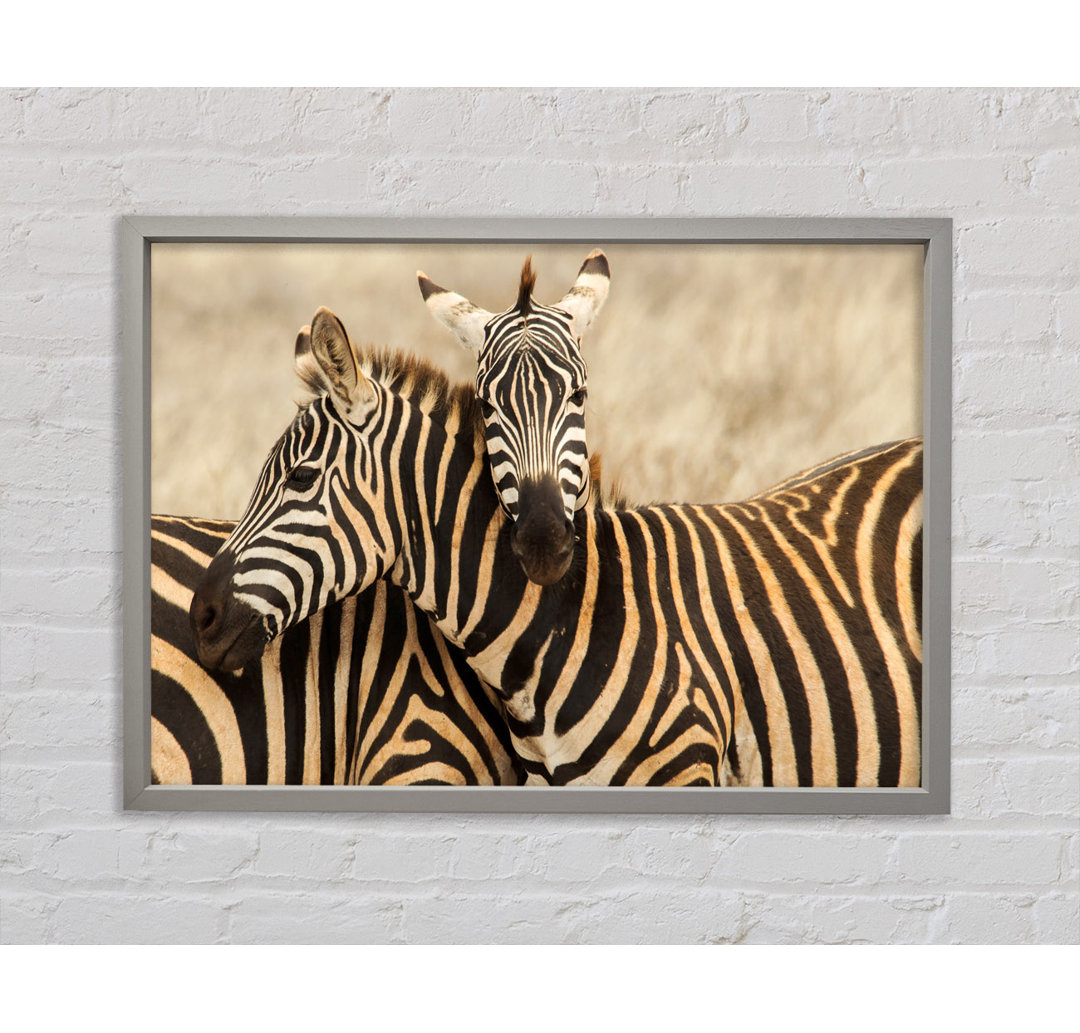 Zebra Duo Love - Einzelner Bilderrahmen Kunstdrucke auf Leinwand