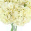 Hydrangeas Arranged in a Glass Vase-2052624387