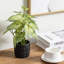 Artificial Plant