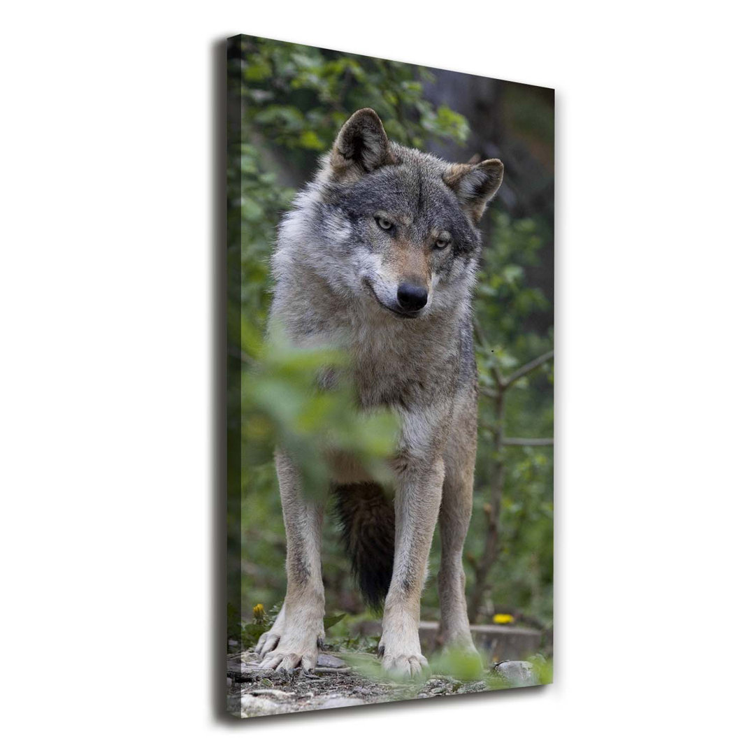 Ein Wolf im Wald - Kunstdrucke auf Leinwand - Wrapped Canvas