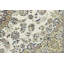 Tapis de couloir oriental Malayeka-2074205447