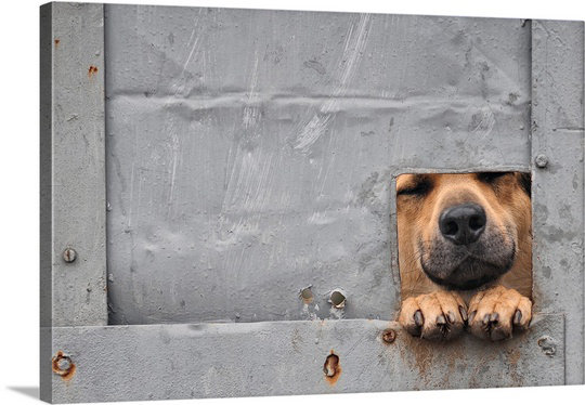 « i », reproduction de photo sur toile Benji's Window, H 24 po x l 36 po x P 1,25 po