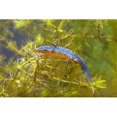 Male Alpine Newt Swimming Through Water Vegetation by CreativeNature_nl - Wrapped Canvas Print
