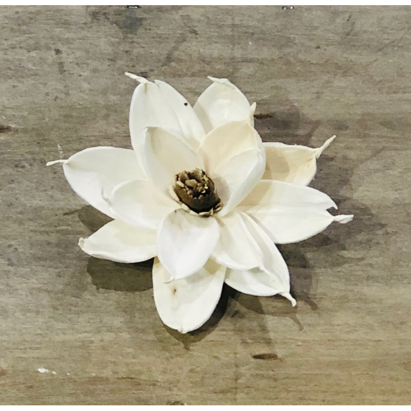 Aimant blanc Magnolia Bloom, 4 po