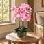 50 cm H Faux Foliage Plant in Glass Planter-1924298511