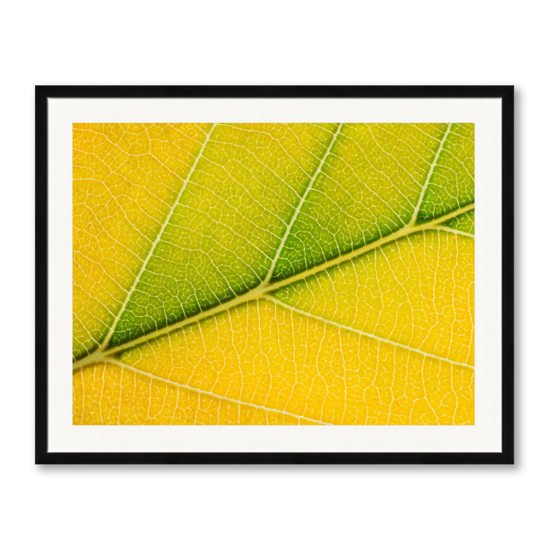 Feuille d'automne par Philippe Moisoux - impression, H 25,2 po x l 31,2 po, Papier avec cadre noir