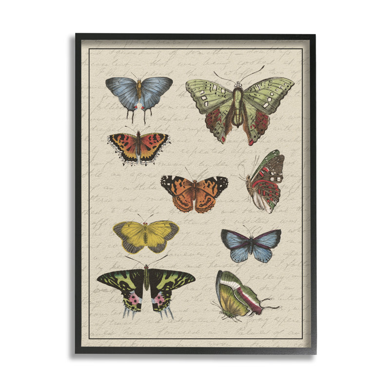 «Vintage Butterfly Study Over Mute Cursive Script», art mural surdimensionné par Daphne Polselli, Giclée encadrée noir minuit