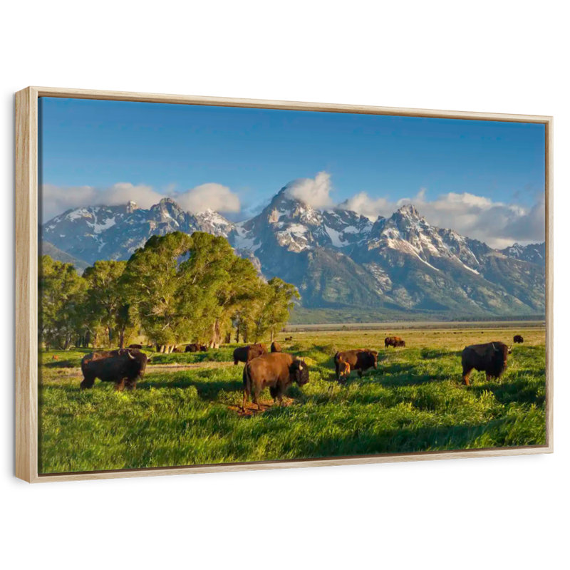 Bison de Grand Teton, Cadre flottant en bois naturel, 13 po x 9 po