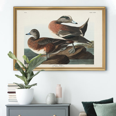 " American Widgeon "
