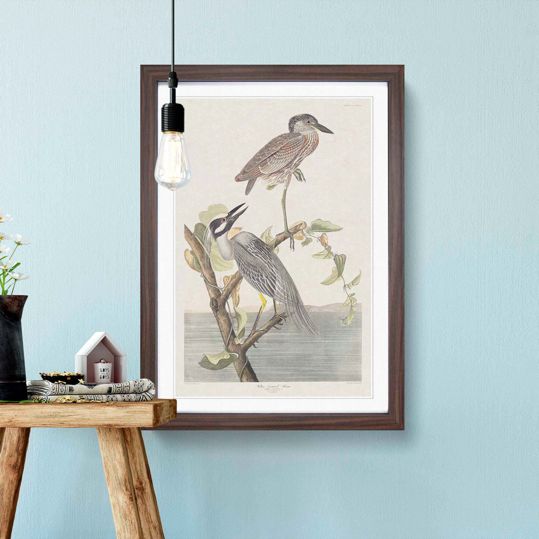 Yellow-Crowned Heron by John James Audubon - Picture Frame Art Print