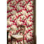 Papier peint floral Sparrows-1588330511