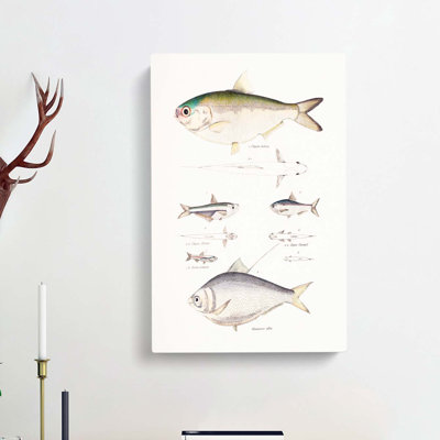 Herring Fish Illustrations by John Edward Gray - Wrapped Canvas