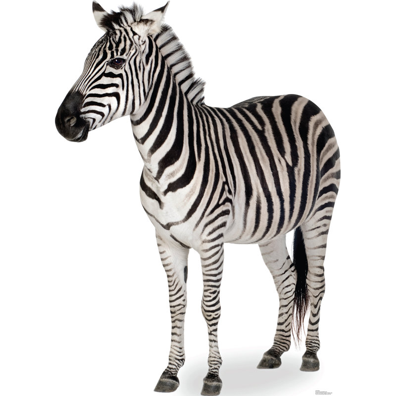 Life-Size Black and White Zebra Cardboard Standup