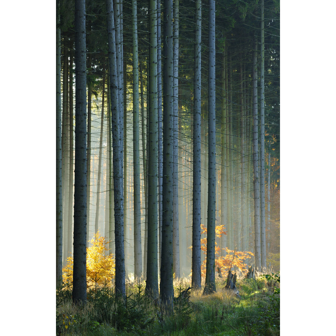 Wald im Herbst von AVTG - Kunstdrucke auf Leinwand