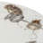 Wrendale Designs - Assorted Coupe Side Plates