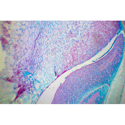 Microscopic Image 1 Piece Wall Art on Canvas