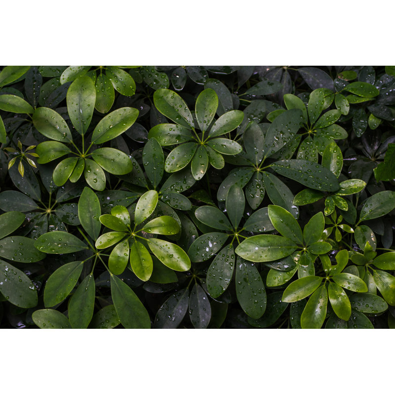 Green Leaf With Droplets Texture Background. by Wachiwit - Wrapped Canvas Print, 20cm H x 30cm W