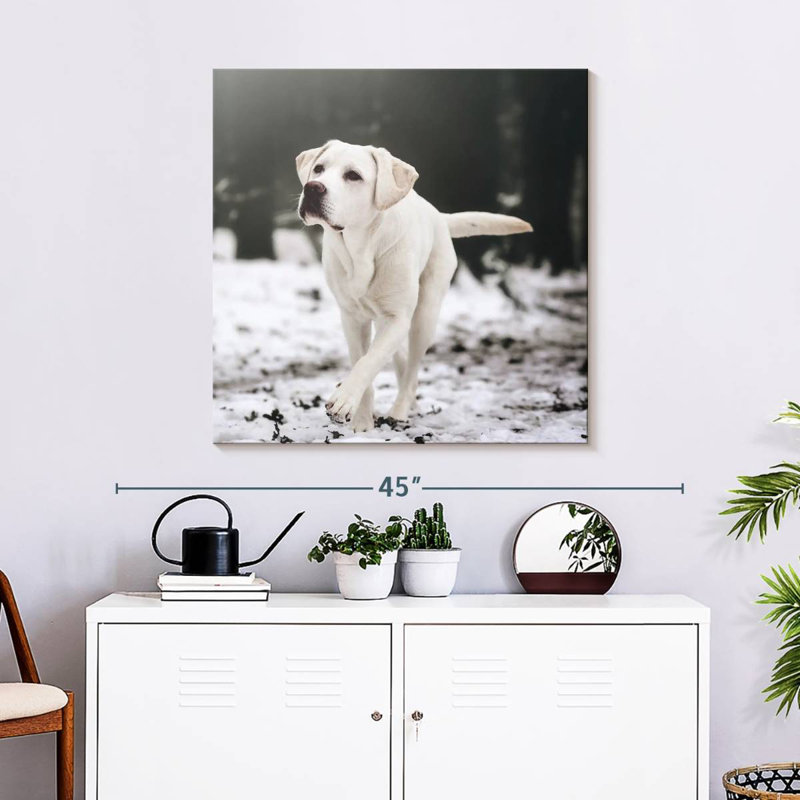 Brampt Labrador Retriever