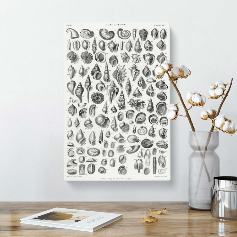 Study Of Mollusc Shells XX - Wrapped Canvas Print