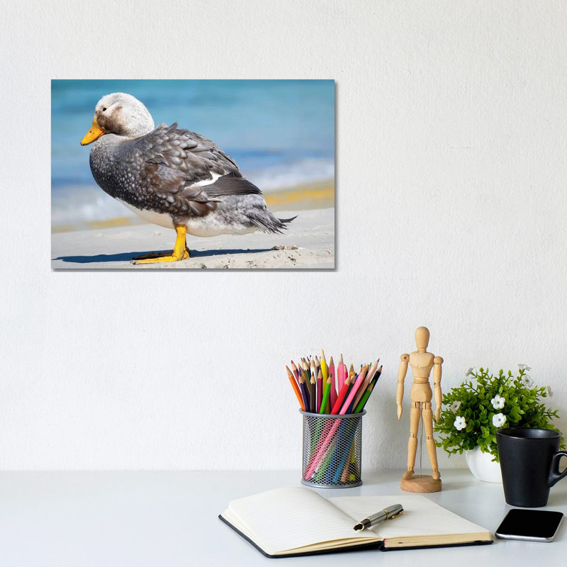 Male Falkland Flightless Steamer Duck (Tachyeres Brachypterus) Endemic To The Falkland Islands by Martin Zwick - Wrapped Canvas Print