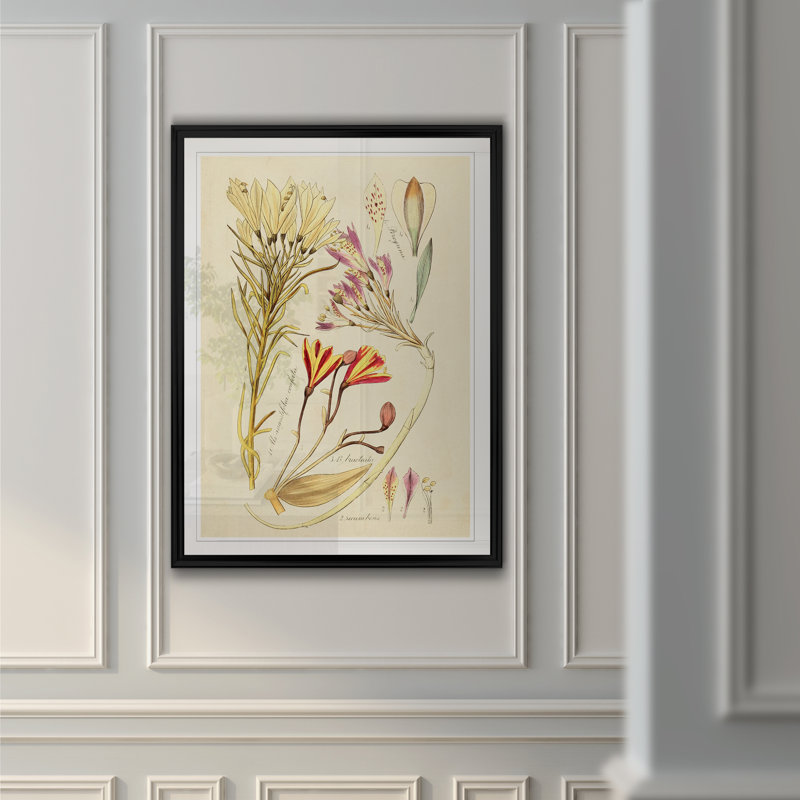 Reproduction botanique antique sur toile, H 18,5 po x l 24,5 po x P 1,5 po, Cadre noir