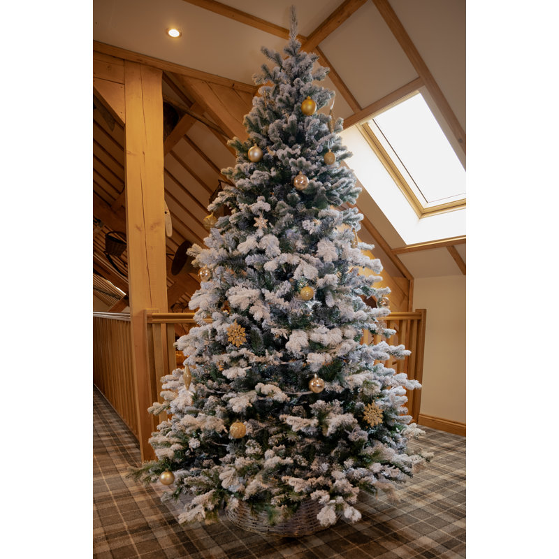 Snowy Sheffield Spruce 6.5ft Tree