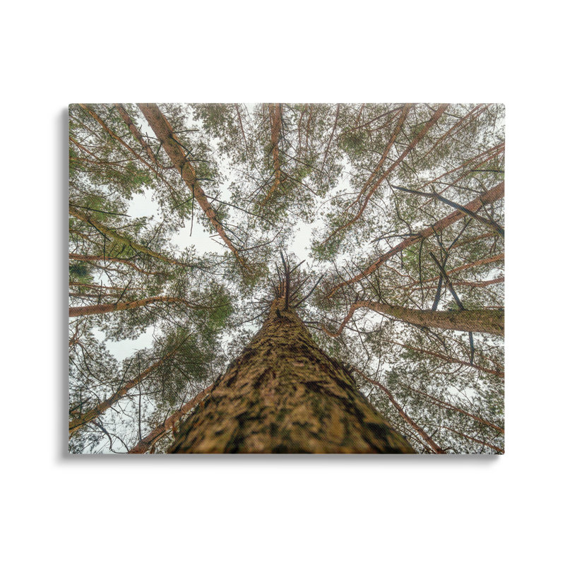 Looming Tree Branches Overhead Wrapped Canvas Wall Art