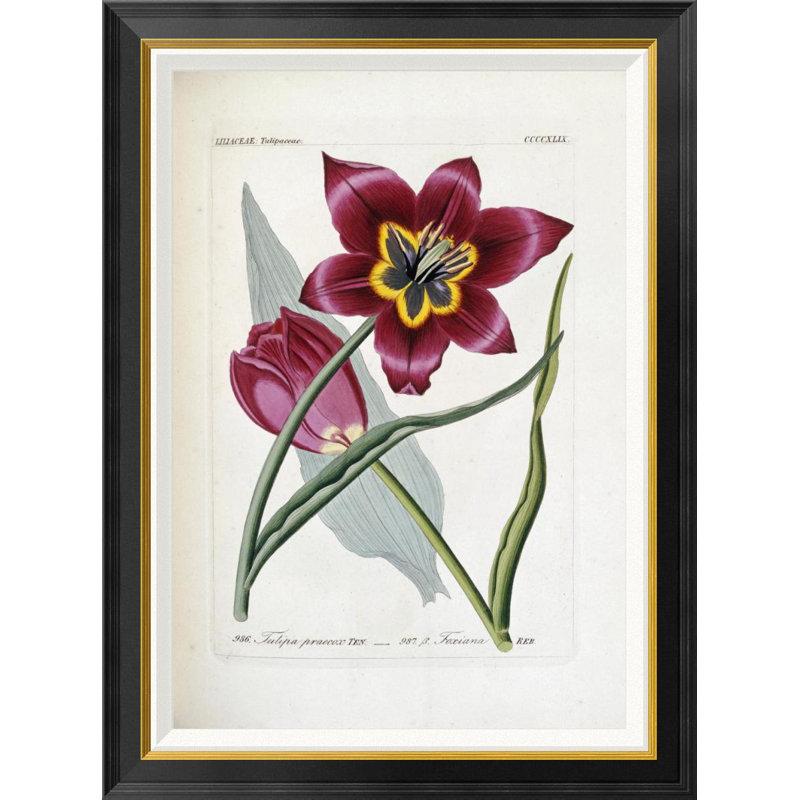36'' Tulipa Praecox Botanical Art Print on Canvas