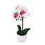 Centres de table orchidées phalaenopsis en pot-1994886768-1996288490