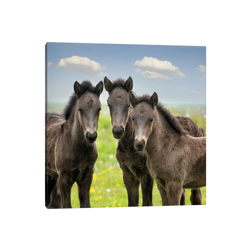 Collection Of Horses IX by PHBurchett - Wrapped Canvas Painting, 30.48 cm H x 30.48 cm W