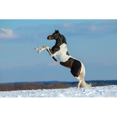 Pinto Horse Stand Up by Alexia Khruscheva - Wrapped Canvas Print