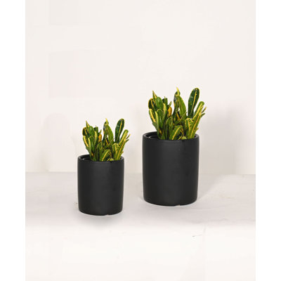 Upshining Live Foliage Plant in Ceramic Pot