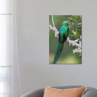 Resplendent Quetzal Male, Costa Rica II 1 Piece Wrapped Canvas Wall Art