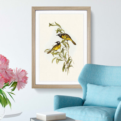 White-Eared Honeyeaters by Elizabeth Gould - Picture Frame Painting Print