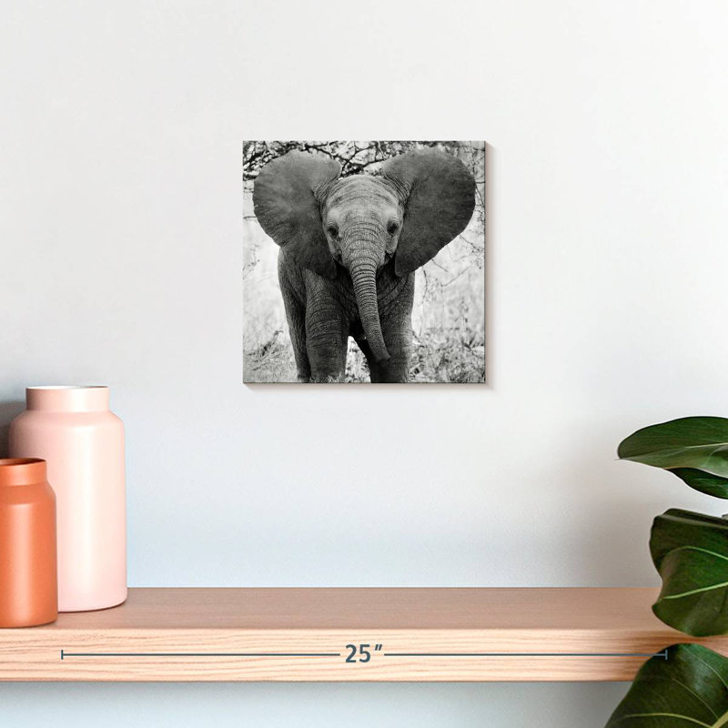 Brampt Funny Eared African Elephant