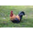 Squatting Rooster Statue