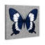 Animaux, papillon et paillettes - Insectes-1407576919-1407576922