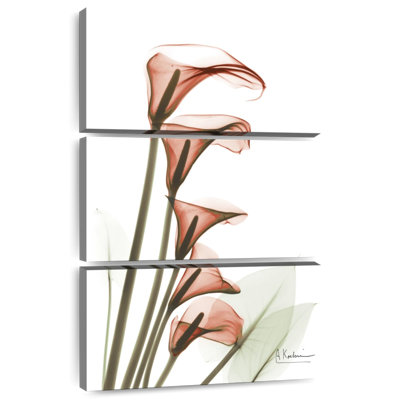 Lys Calla ascendants