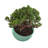 Bamboo Blooms 7" Orbital Bamboo Planter Olfe-7257829