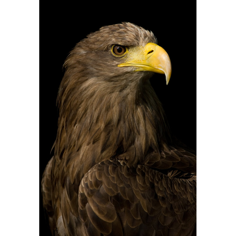 White Tailed Eagle by Andyworks - Wrapped Canvas Print, 122cm H x 81cm W x 3.8cm D