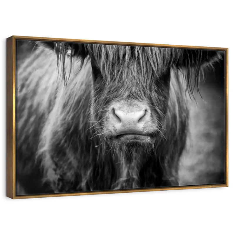 Vache Highland, Cadre flottant doré, 13 po x 9 po
